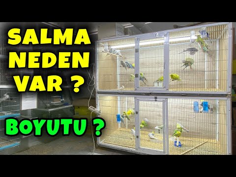 MUHABBET KUŞU BÜYÜK