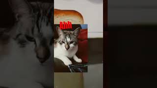 bread cat meme #pleasesubscribe