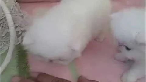 Video 10553741: eyed white persian kitten, persian kitten blue eyes