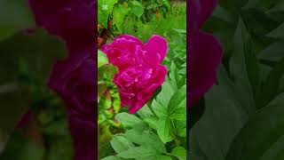 Июньская открытка #цветы #июнь