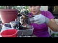 HOW TO REPOT YOUR CACTUS | Adelina G. Losegro