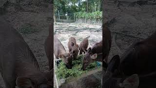 odot muda kesukaan rusa