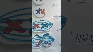 MITOSIS of my son job