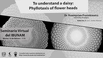 To understand a daisy: Phyllotaxis of flower heads