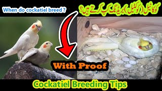 Cockatiel Breeding Tips | Cocktail mating ke kitne din baad eggs lay karte hain