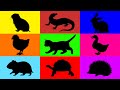 Pets: Kitten, Tortoise, Hedgehog, Chick, Duckling, Rabbit, Guineapig, Hamster, Iguana, Lizard