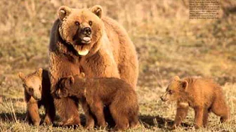 Learn How to Count with Bears