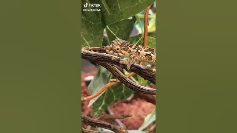 #snakes #wild #discovery(2)