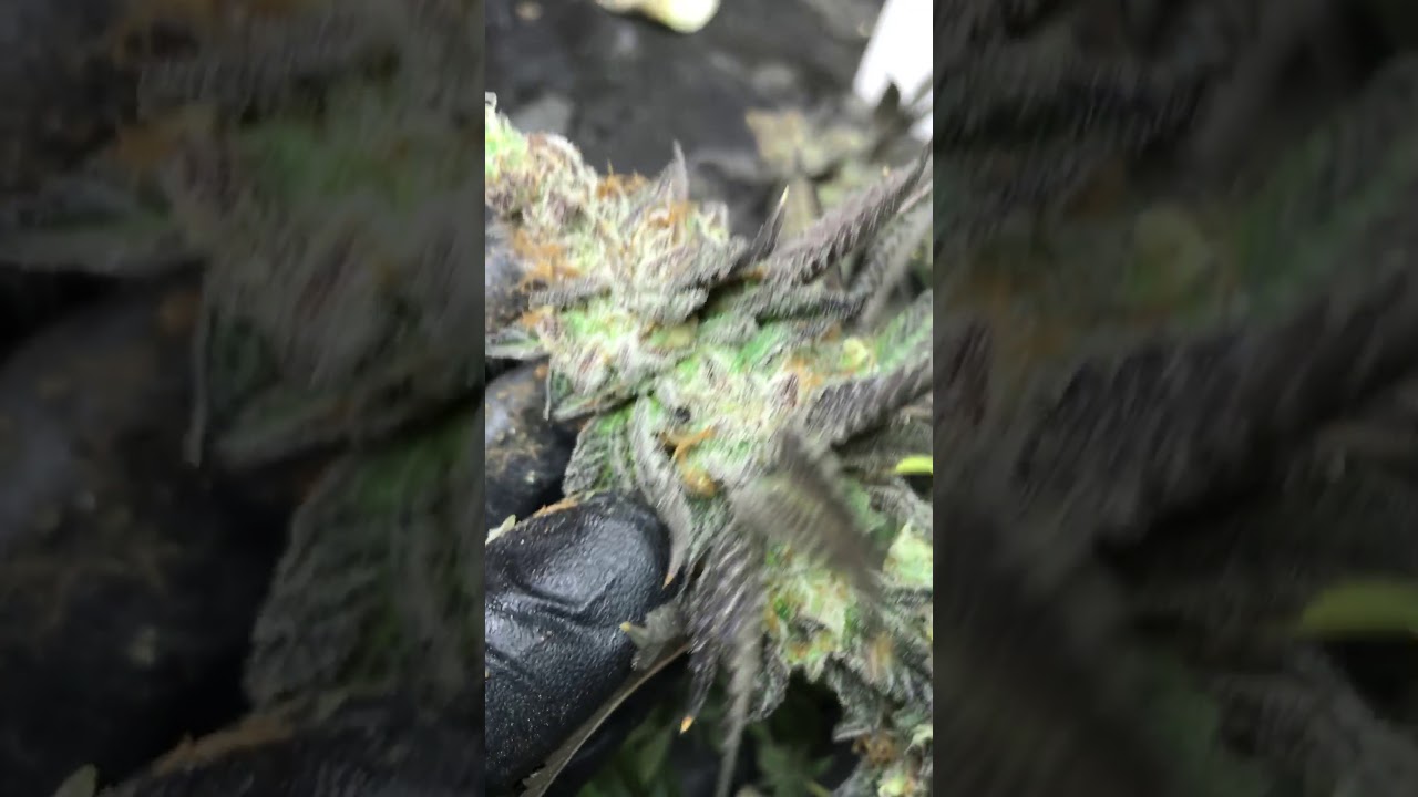 My strain purple chem cookies