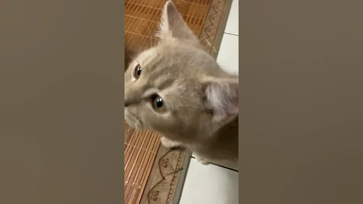 Watch the video about #shorts | Funny Cute Kitten Meowing Wants Wet Food | The Furry Crew Cats Video