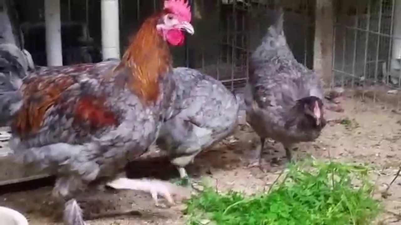 camera iphone 8 plus apk 4 MONTHS OLD BLUE COPPER MARANS (AND BLRW)