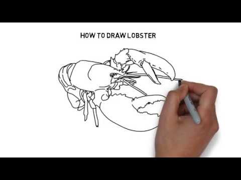 How to draw lobster - YouTube