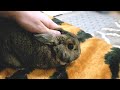 Petting My Rabbit On Bed