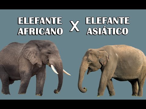 Vídeo: Os elefantes africanos e asiáticos podem acasalar?