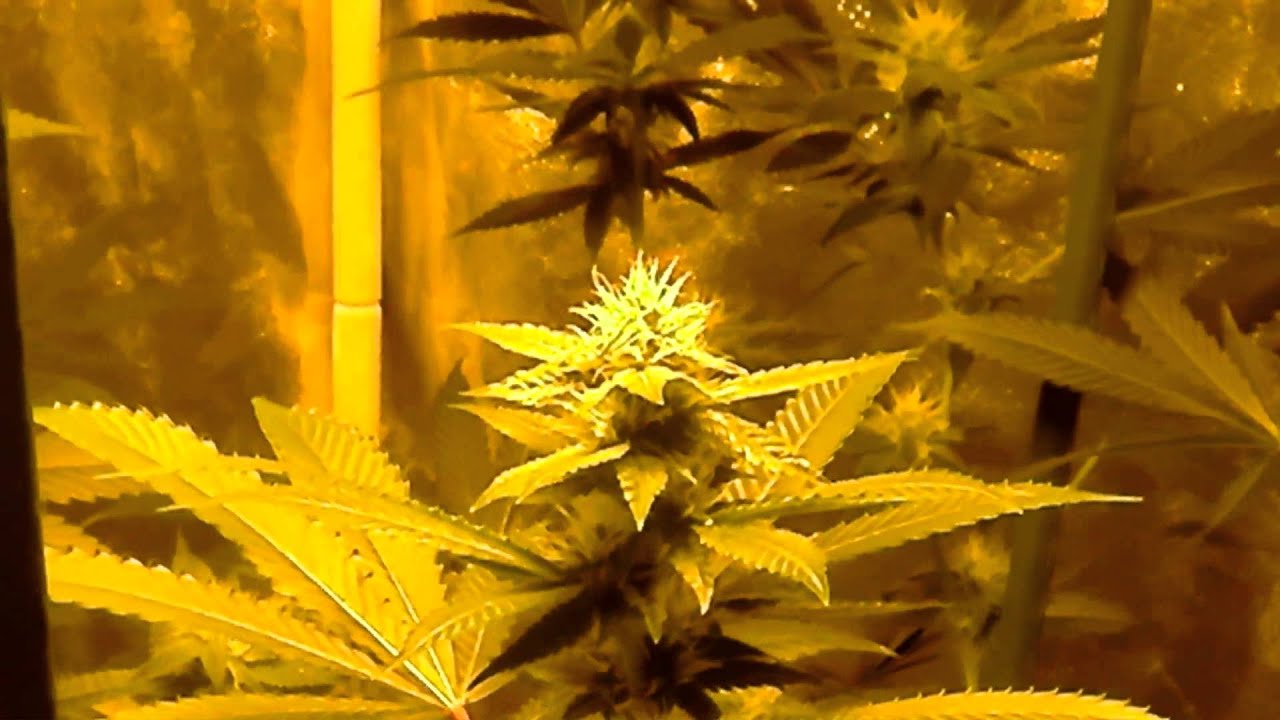 MG420 Week 3 Flower Update, New Clone Setup, Transplanting, bud shots 1080p YouTube