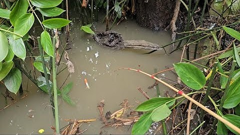 Tập 67 : hôm nay nước lũ tràn bờ tôi câu được toàn cá rô đồng lớn