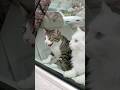 満開の桜の見つめる猫のゆきとサバが可愛すぎる #ショートドラマ