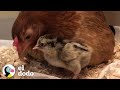 Esta gallina adoptada rescató a un huevo que no era suyo | El Dodo