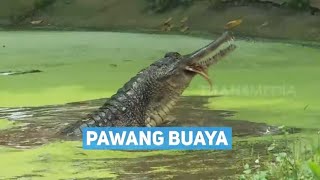 [FULL] PAWANG BUAYA | BERANI COBA (01/04/22)