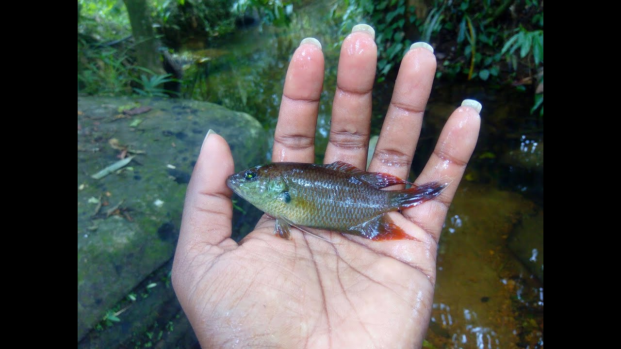 An endemic fish of sri lanka YouTube