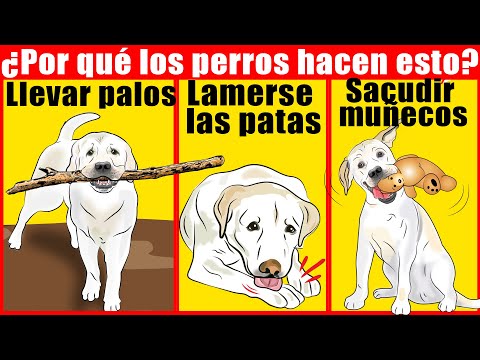 Video: Rinitis y cachorros