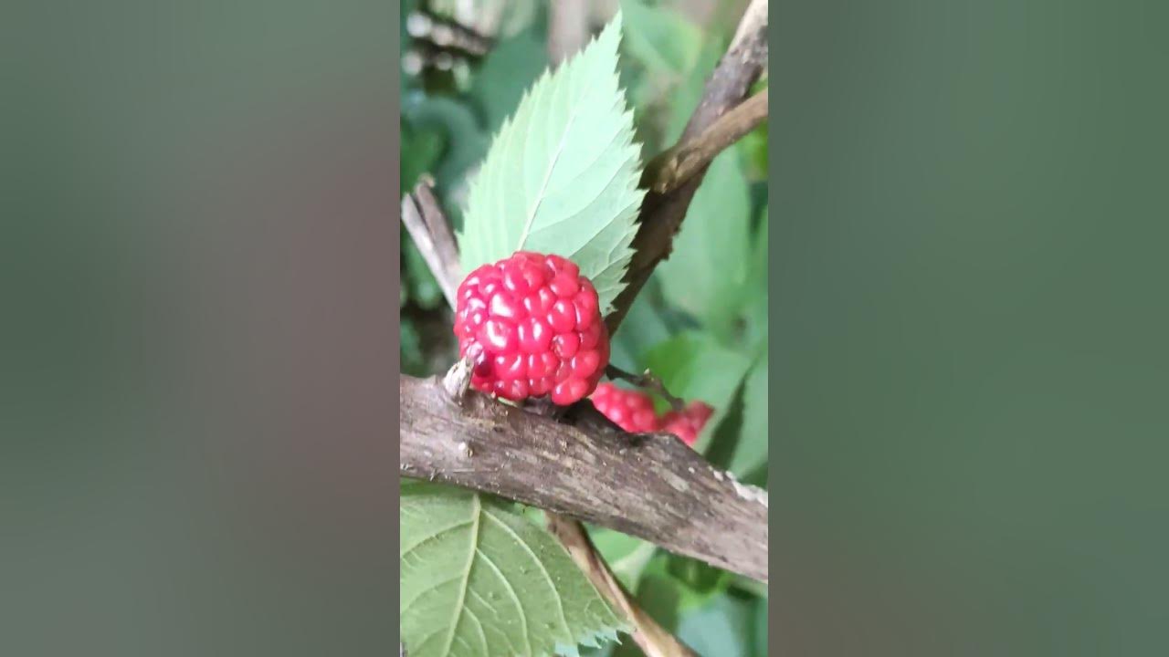 #music #song #subscribe #nature #love #youtubevideos #vlog #viral #shortvideo #youtubeshorts #video #music #song #subscribe #nature #love #youtubevideos #vlog #viral #shortvideo #youtubeshorts #video