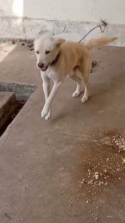 suara anjing menggonggong|dog barking sound#suara anjing menggonggong #dog sound