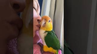 Puffman Caique Loves Kisses From Mom #parrots #caiqueparrot #cuteanimals