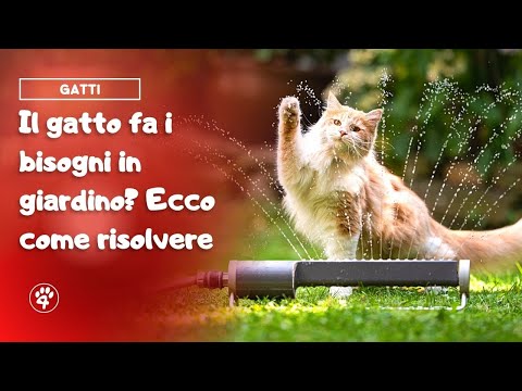 Video: Protezione degli uccelli in giardino: come impedire ai gatti di uccidere gli uccelli