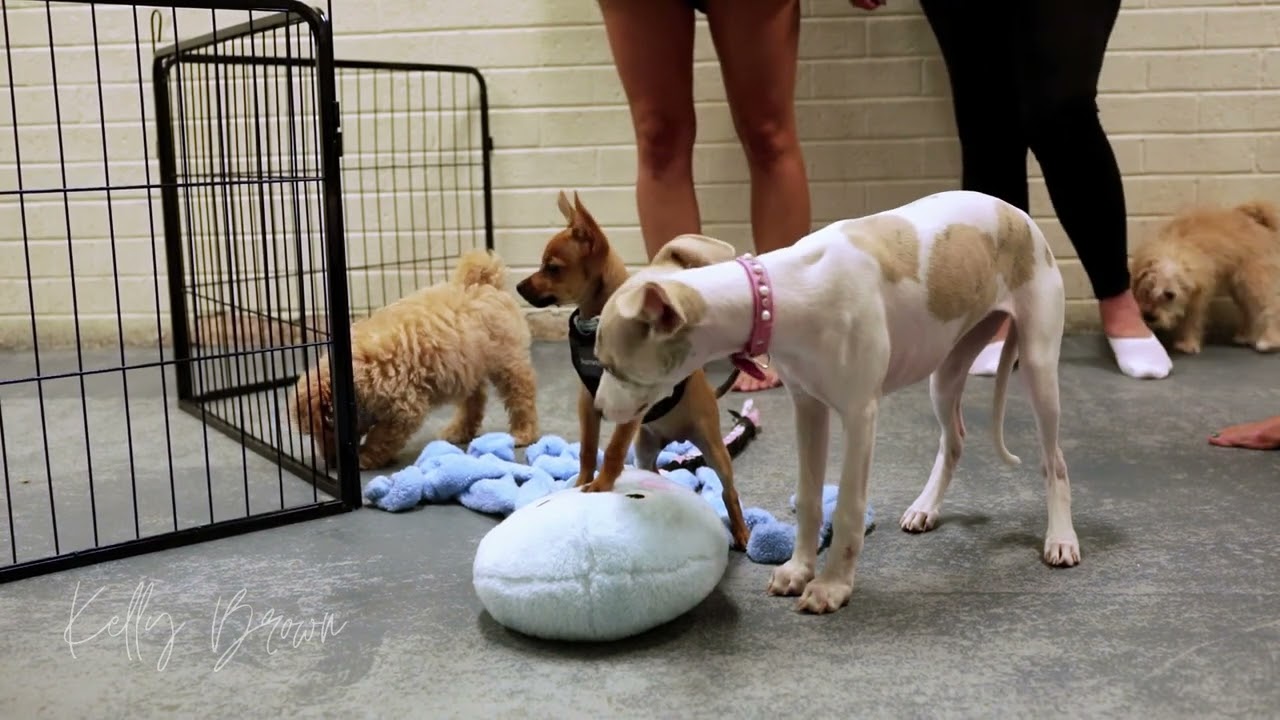 Best Puppy Training in Perth