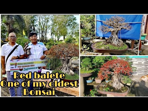 Red balete, one of my oldest bonsai... - YouTube Red balete, one of my oldest bonsai... - YouTube