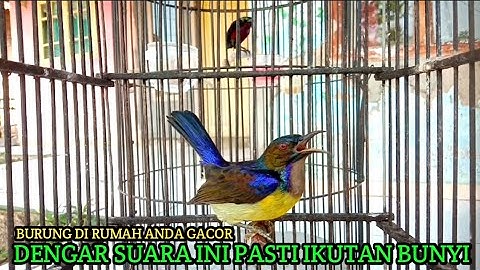 pancingan kolibri kelapa | manggar | tembakan korlap gacor | jika burung anda gacor pasti ikut nyaut