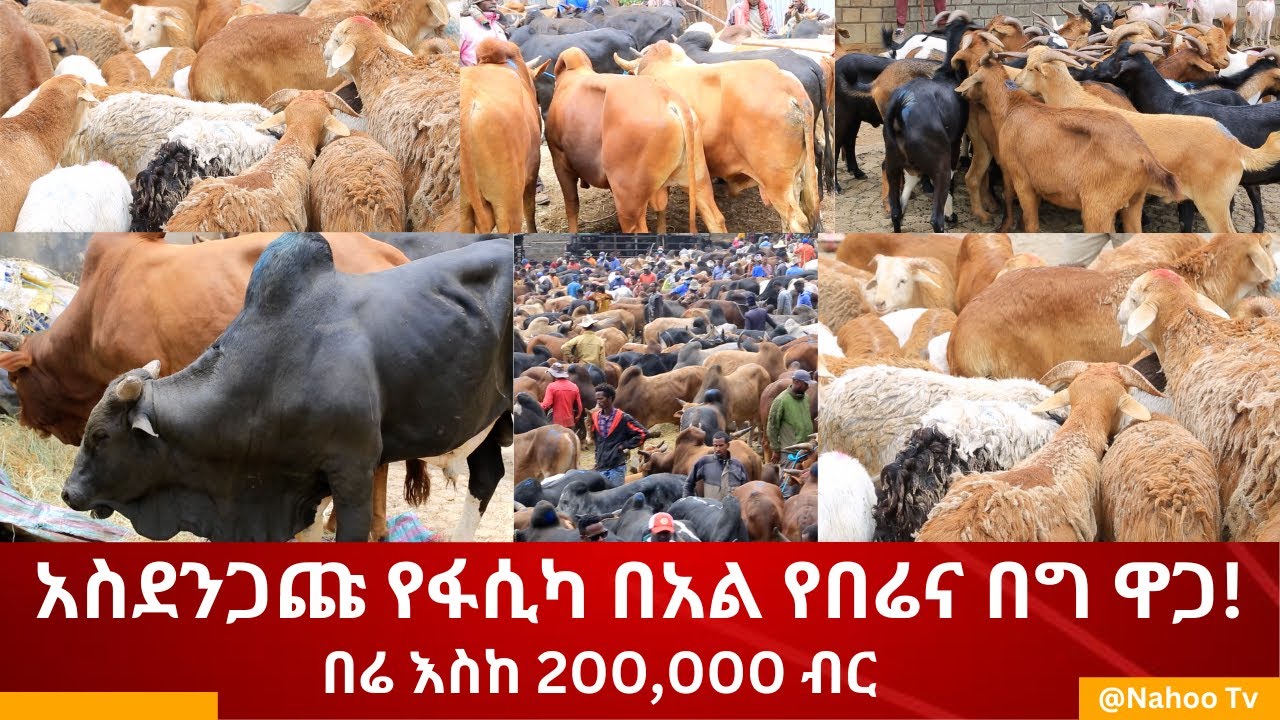 አስደንጋጩ የፋሲካ በአል የበሬና በግ ዋጋ!    በሬ እስከ 200,000 ብር   @Nahootv