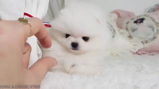 She looks like a cotton ball micro white Teacup Pomeranian 😊🐶