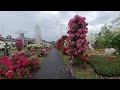 20190518ハウステンボスのバラ Roses at Huis Ten Bosch in Japan, shot with 3DVR.