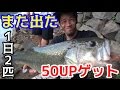 長崎野池で２日連続で５０UP！！