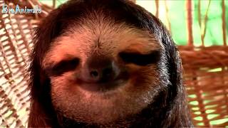 ПРИКОЛЫ С ЖИВОТНЫМИ | FUN WITH ANIMALS #316 ПРИКОЛЫ С ЖИВОТНЫМИ | FUN WITH ANIMALS #316