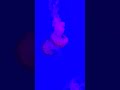 Jellyfish: The Ancient and Mysterious Ocean Dwellers #shorts #jellyfish