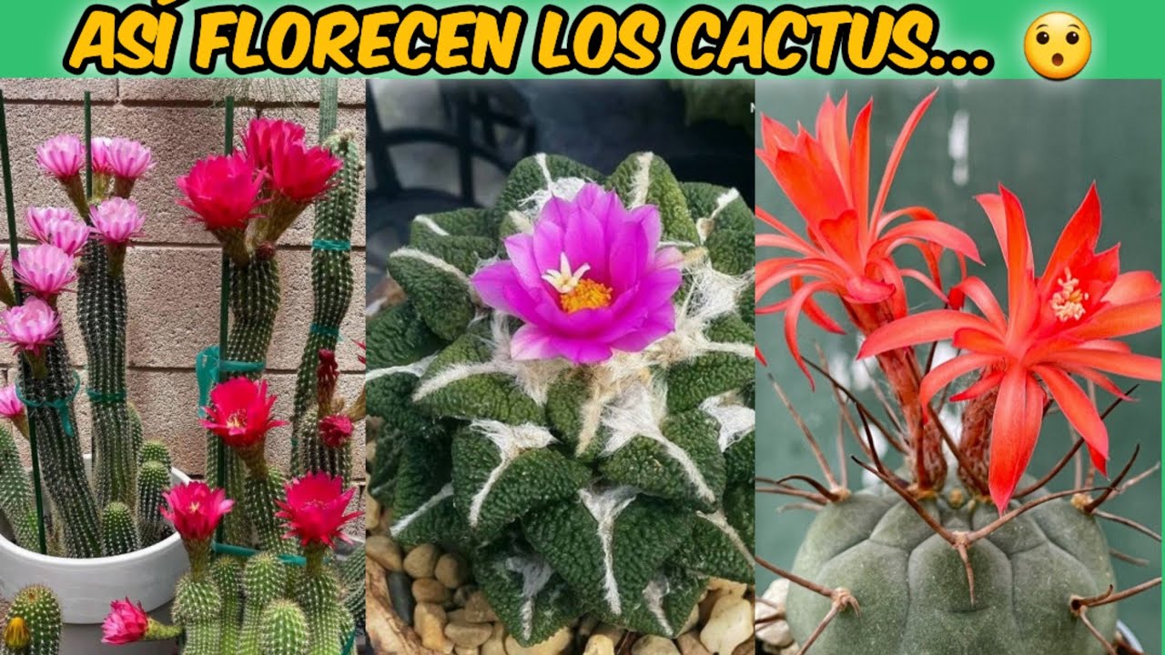 ÉSTOS 15 CACTUS FLORECEN Y NO LO SABÍAS 😯😍🌵