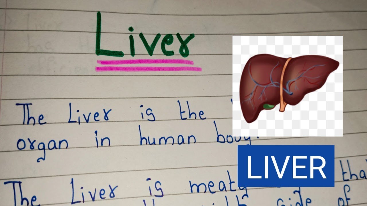 what is the liver essay