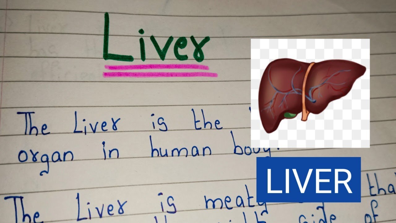 write an essay on liver function test