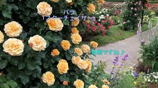 必見！バラと宿根草のハーモニー「アルテミスの花園」〈2020年５月18日撮影〉