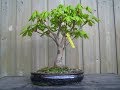 Horse Chestnut Bonsai Tree (Aesculus hippocastanum) #27
