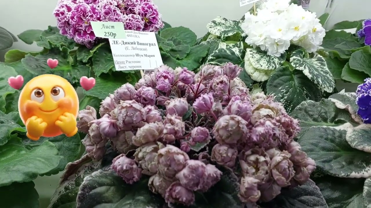 Выставка фиалок в Москве. 04.01.26