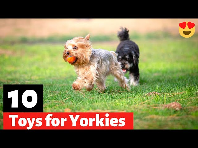 10 Best Toys For Yorkshire Terriers