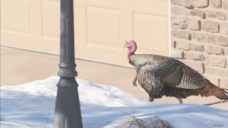 Population of wild turkeys is booming in Douglas County