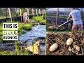 Collecting EGGS from Kyle's MASSIVE SALTWATER CROCS!