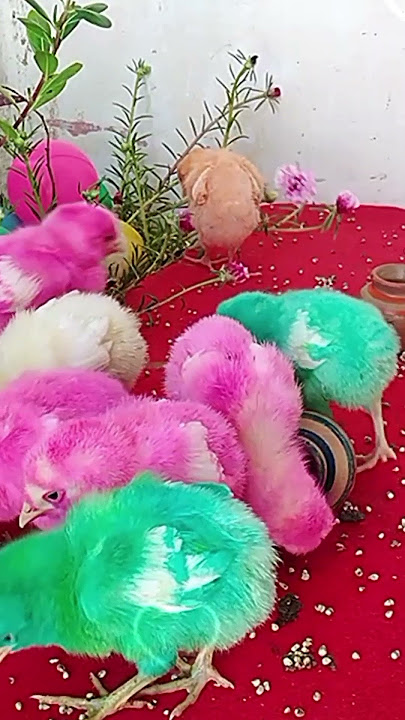 beautiful chicken chicks #adorablechicks