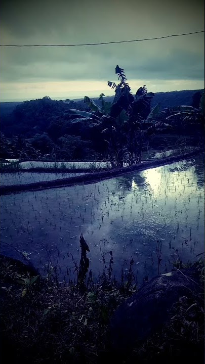mentahan aesthetic 30 detik | cinematic sore di sawah cianjur | nature cinematic video