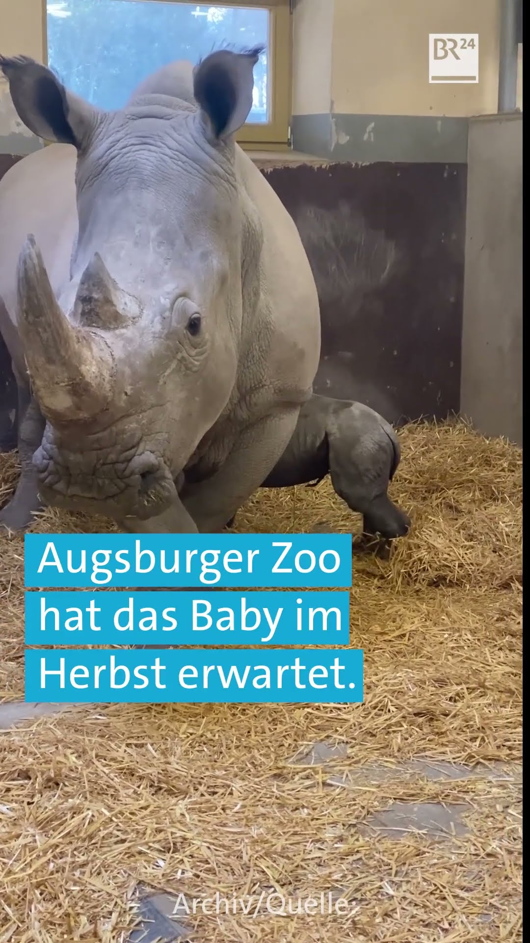 Ganz nah am Nashorn | Reportage für Kinder | Paula und die wilden Tiere